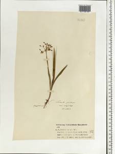 Luzula pilosa (L.) Willd., Eastern Europe, Central forest region (E5) (Russia)