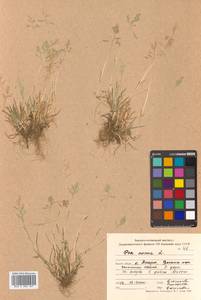 Poa annua L., Siberia, Russian Far East (S6) (Russia)
