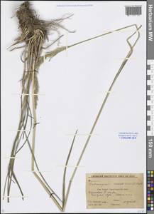 Calamagrostis arundinacea (L.) Roth, Caucasus, Stavropol Krai, Karachay-Cherkessia & Kabardino-Balkaria (K1b) (Russia)