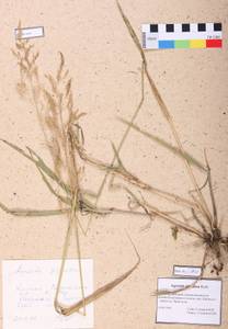 Agrostis gigantea Roth, Siberia, Altai & Sayany Mountains (S2) (Russia)