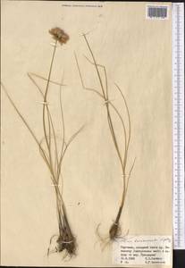 Allium barsczewskii Lipsky, Middle Asia, Western Tian Shan & Karatau (M3) (Kyrgyzstan)