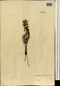 Pedicularis rubens Stephan ex Willd., Mongolia (MONG) (Mongolia)