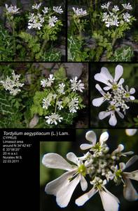 Tordylium aegyptiacum (L.) Lam., South Asia, South Asia (Asia outside ex-Soviet states and Mongolia) (ASIA) (Cyprus)