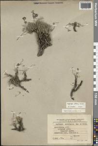 Oxytropis albana Steven, Caucasus, Dagestan (K2) (Russia)