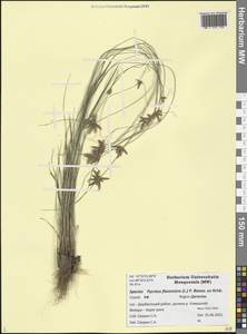 Cyperus flavescens L., Caucasus, Dagestan (K2) (Russia)