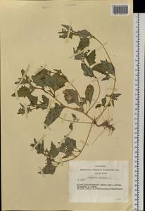 Atriplex sibirica L., Siberia, Altai & Sayany Mountains (S2) (Russia)