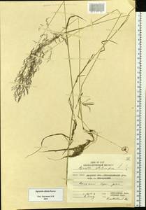 Agrostis stolonifera L., Siberia, Russian Far East (S6) (Russia)