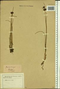 Juncus castaneus subsp. triceps (Rostk.) Novikov, Siberia, Baikal & Transbaikal region (S4) (Russia)