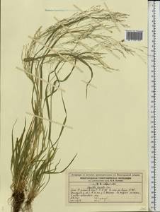 Agrostis clavata Trin., Eastern Europe, Central forest region (E5) (Russia)