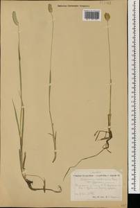Alopecurus arundinaceus Poir., Mongolia (MONG) (Mongolia)