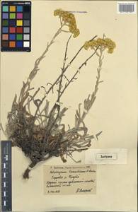 Helichrysum tanaiticum P. A. Smirn., Eastern Europe, Lower Volga region (E9) (Russia)