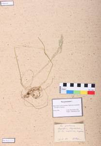 Poa pratensis L., Siberia, Altai & Sayany Mountains (S2) (Russia)