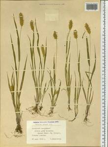 Setaria pumila (Poir.) Roem. & Schult., Siberia, Altai & Sayany Mountains (S2) (Russia)