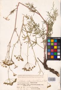 Silaum silaus (L.) Schinz & Thell., Eastern Europe, Lower Volga region (E9) (Russia)