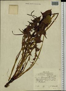 Taraxacum officinale Weber ex F. H. Wigg., Siberia, Russian Far East (S6) (Russia)