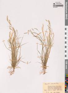 Agrostis clavata Trin., Siberia, Chukotka & Kamchatka (S7) (Russia)