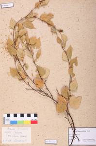 Betula pendula Roth, Siberia, Altai & Sayany Mountains (S2) (Russia)