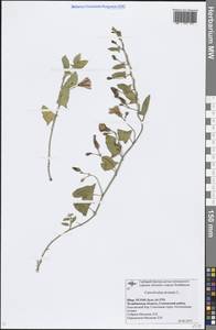 Convolvulus arvensis L., Eastern Europe, Eastern region (E10) (Russia)