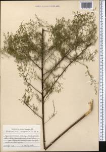 Artemisia scoparia Waldst. & Kit., Middle Asia, Kopet Dag, Badkhyz, Small & Great Balkhan (M1) (Turkmenistan)