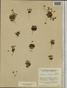 Androsace septentrionalis L., Siberia, Baikal & Transbaikal region (S4) (Russia)