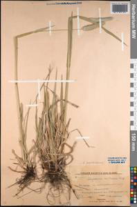 Alopecurus arundinaceus Poir., Middle Asia, Northern & Central Kazakhstan (M10) (Kazakhstan)