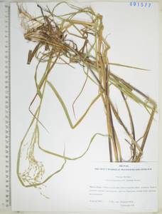 Glyceria leptolepis Ohwi, Siberia, Russian Far East (S6) (Russia)