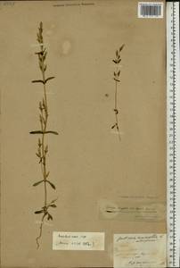 Gentianella amarella var. lingulata (C. Agardh) T. Karlsson, Eastern Europe, Latvia (E2b) (Latvia)