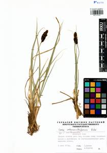 Carex melananthiformis Litv., Siberia, Baikal & Transbaikal region (S4) (Russia)