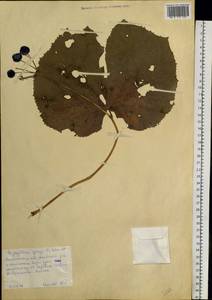 Diphylleia grayi F. Schmidt, Siberia, Russian Far East (S6) (Russia)