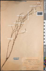 Artemisia scoparia Waldst. & Kit., Middle Asia, Northern & Central Kazakhstan (M10) (Kazakhstan)