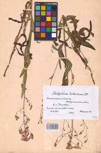 Lactuca tatarica (L.) C. A. Mey., Eastern Europe, Central forest-and-steppe region (E6) (Russia)