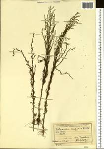 Artemisia scoparia Waldst. & Kit., Siberia, Altai & Sayany Mountains (S2) (Russia)