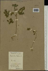 Euphorbia peplus L., Eastern Europe, Belarus (E3a) (Belarus)
