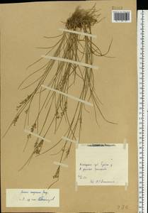 Juncus compressus Jacq., Eastern Europe, Central forest region (E5) (Russia)