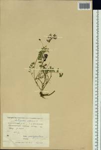 Astragalus alpinus L., Siberia, Yakutia (S5) (Russia)