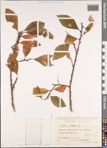 Salix caprea L., Caucasus, Armenia (K5) (Armenia)