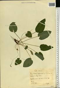 Viola hirta L., Eastern Europe, Eastern region (E10) (Russia)