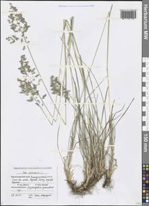 Poa pratensis L., Caucasus, Black Sea Shore (from Novorossiysk to Adler) (K3) (Russia)