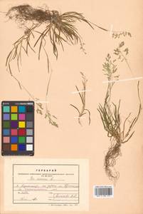 Poa annua L., Siberia, Russian Far East (S6) (Russia)