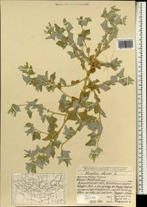 Atriplex sibirica L., Mongolia (MONG) (Mongolia)