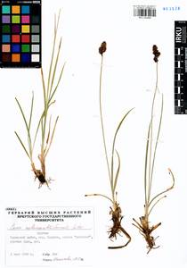Carex melananthiformis Litv., Siberia, Baikal & Transbaikal region (S4) (Russia)