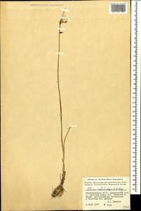 Allium borszczowii Regel, Caucasus, Azerbaijan (K6) (Azerbaijan)
