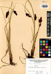 Carex melananthiformis Litv., Siberia, Baikal & Transbaikal region (S4) (Russia)
