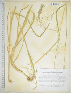 KHA101, Glyceria lithuanica (Gorski) Gorski, Siberia, Russian Far East (S6) (Russia)
