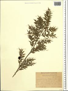 Ruscus aculeatus L., Caucasus, Black Sea Shore (from Novorossiysk to Adler) (K3) (Russia)