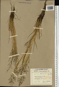 Catabrosa aquatica (L.) P.Beauv., Eastern Europe, North Ukrainian region (E11) (Ukraine)