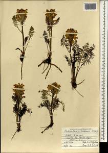 Pedicularis rubens Stephan ex Willd., Mongolia (MONG) (Mongolia)