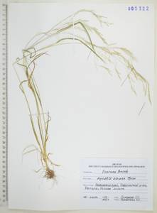 Agrostis clavata Trin., Siberia, Russian Far East (S6) (Russia)
