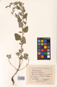 Atriplex sibirica L., Eastern Europe, Volga-Kama region (E7) (Russia)