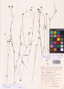 Crepis tectorum L., Eastern Europe, Lower Volga region (E9) (Russia)